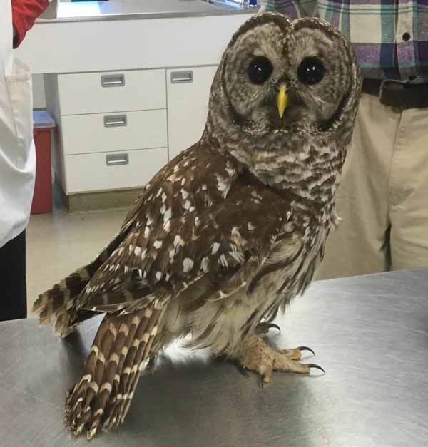 Owl visitor at Newbury Animal Hospital