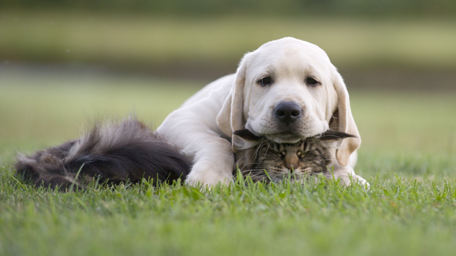 Newbury Animal Hospital - Newbury, MA - Sleeping dog and cat