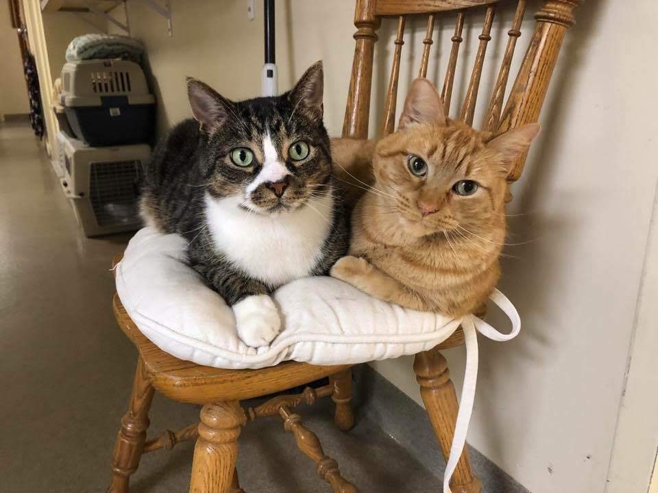 cats on chair