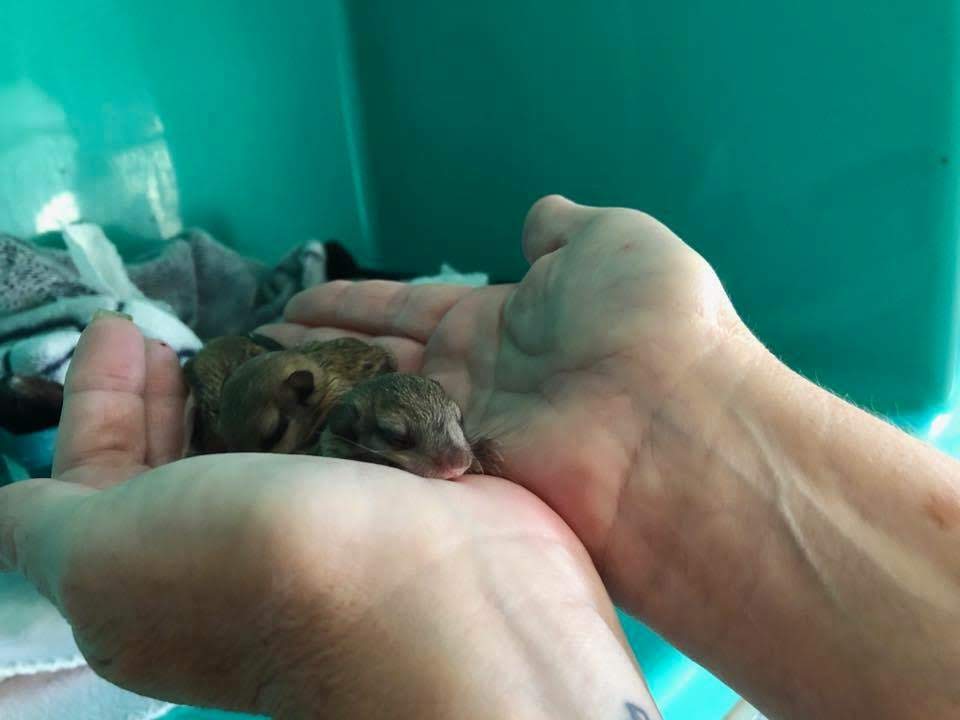 pet in hands pet in hands