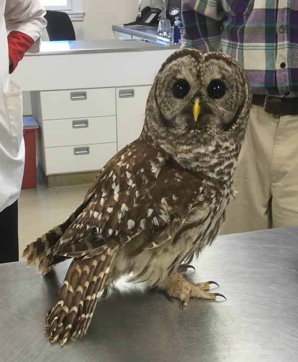 owl visitor at Newbury Animal Hospital owl visitor at Newbury Animal Hospital