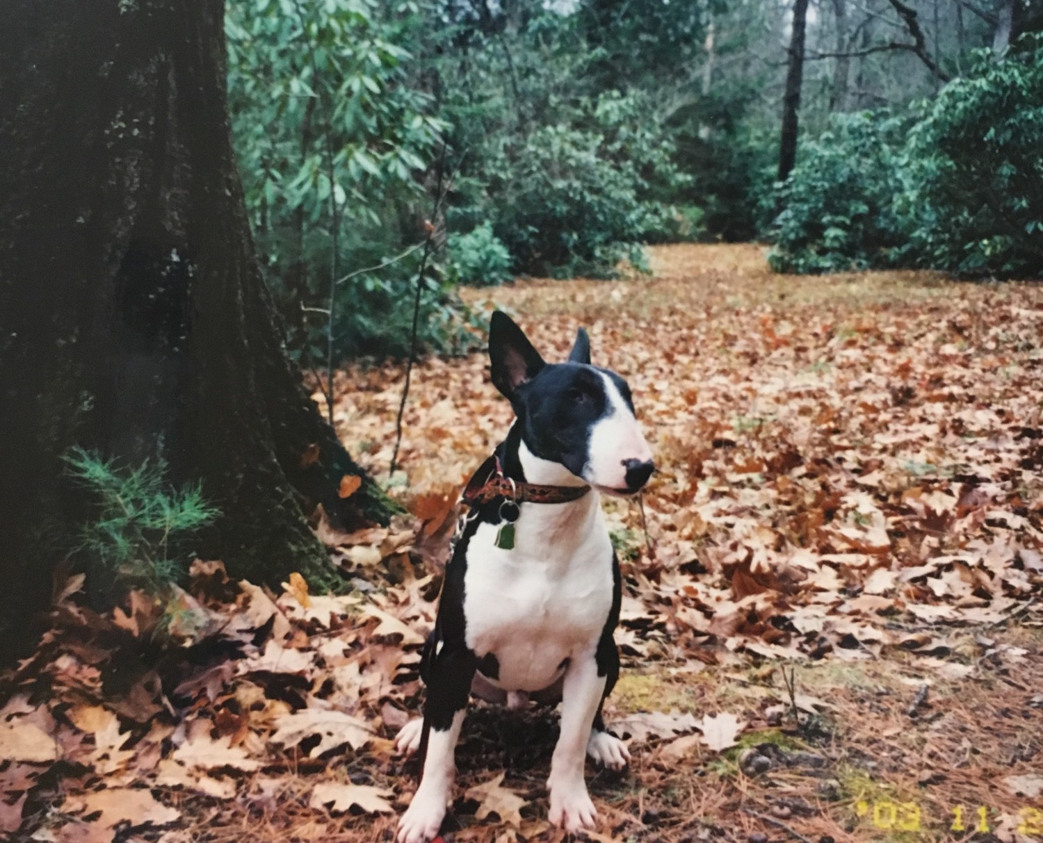 Home Newbury Animal Hospital Newbury, MA