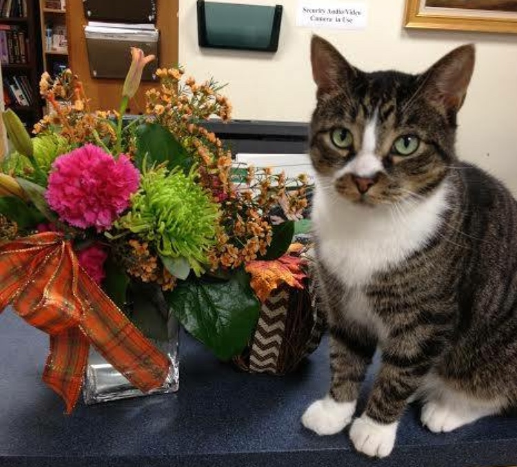 Capone at Newbury Animal Hospital