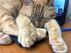 Adorable Kitty