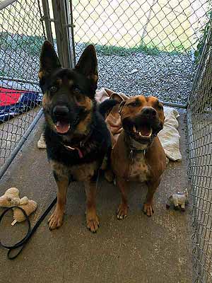 Outdoor Kennel